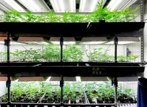 cannabis-growing-inside