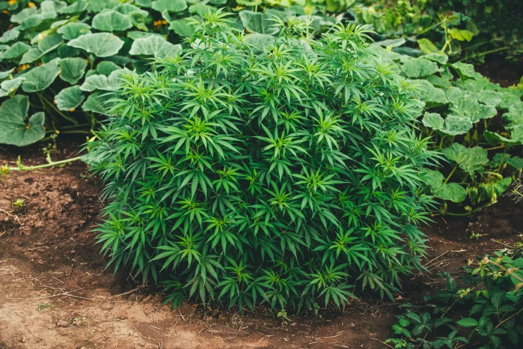 outside-cannabis-plant