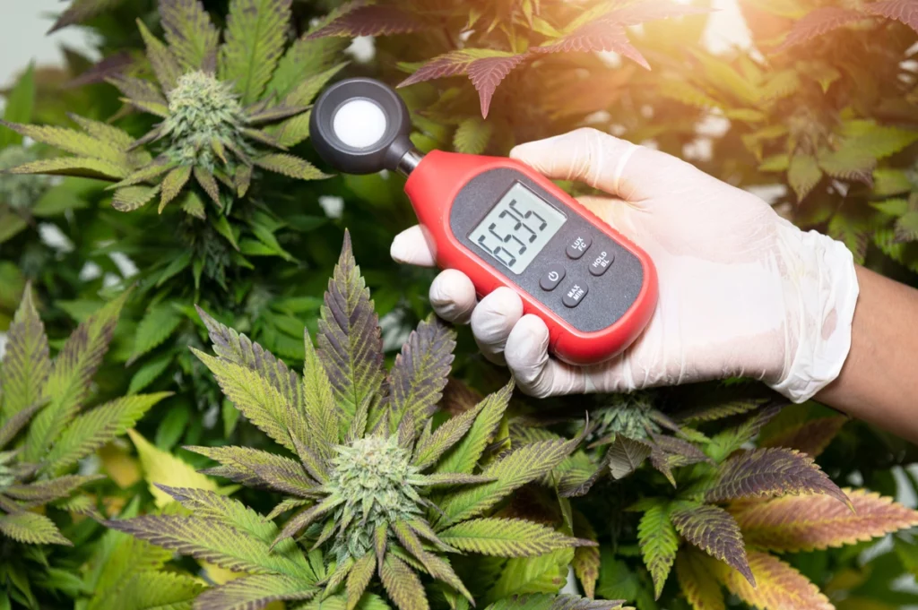 cannabis-thermometer