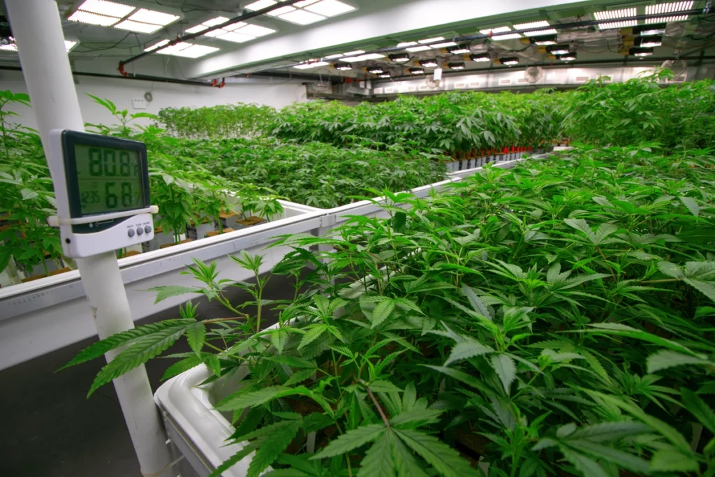 indoor-cannabis-growing