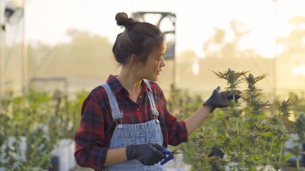 harvesting-cannabis