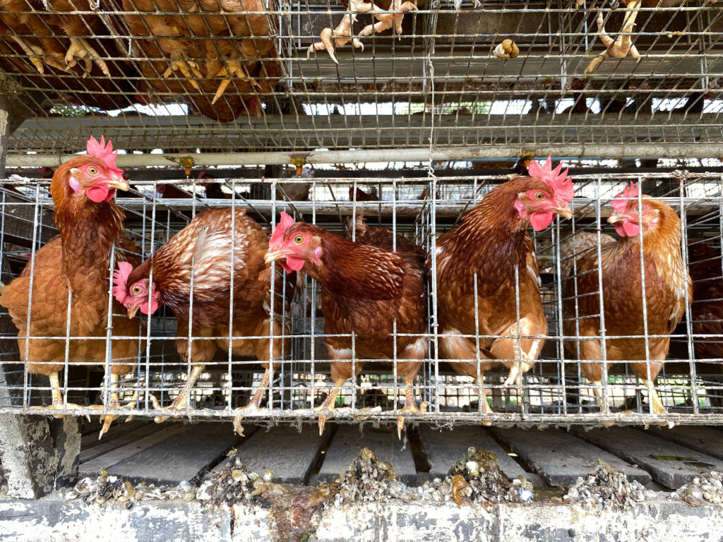 chickens in cage