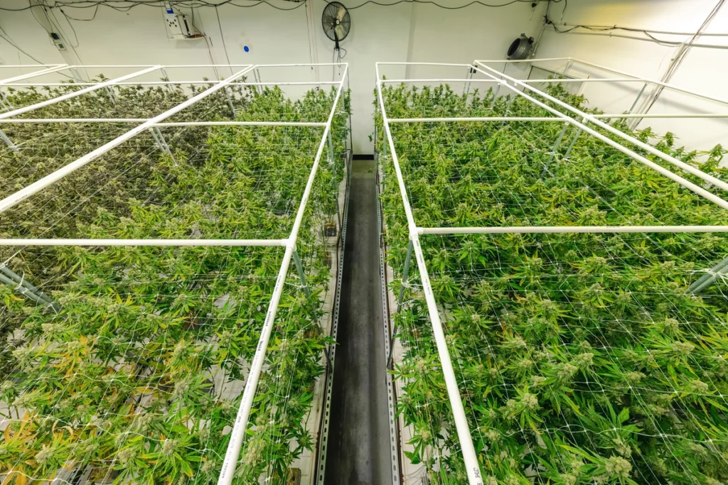 arial view of commercial cannabis plants