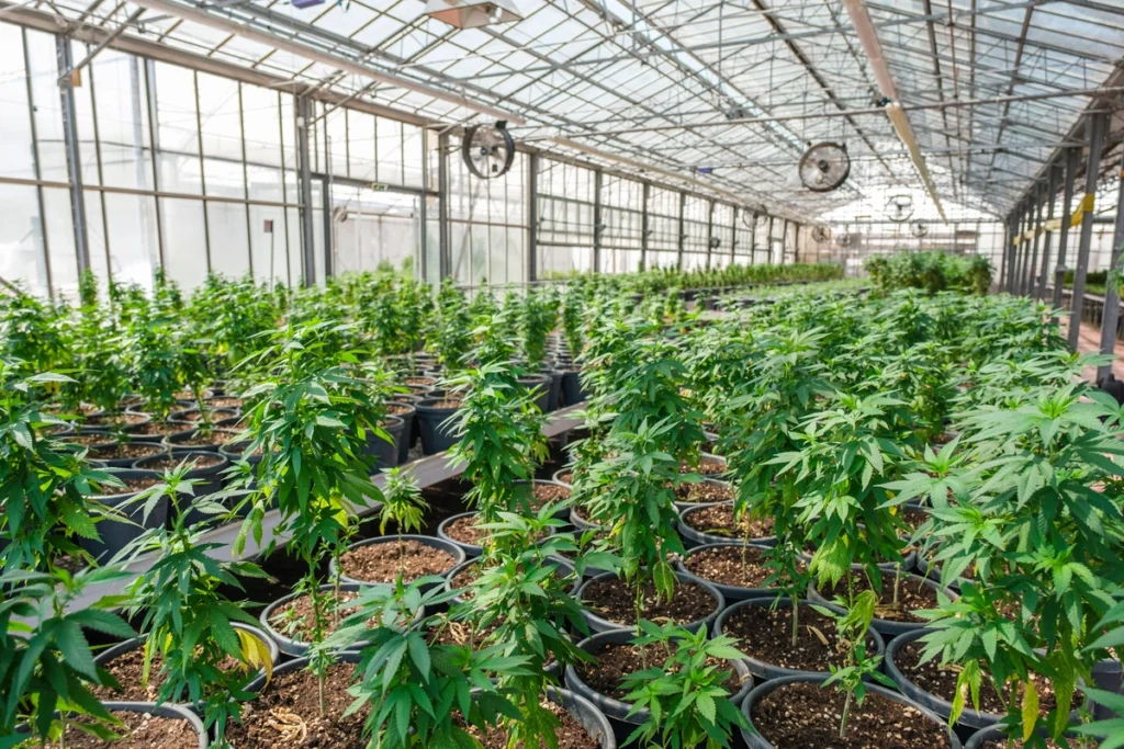 cannabis plants growing in pots in a commercial greenhouse