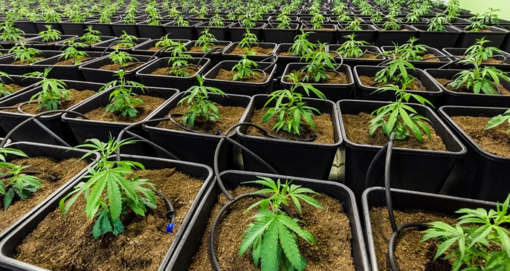 cannabis seedlings growing in a greenhouse