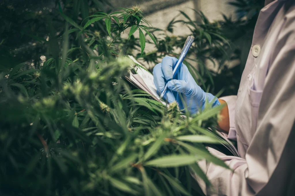 close up image of a technician taking notes on growing cannabis plants