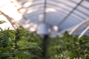 close up image of cannabis growing in commercial grow room