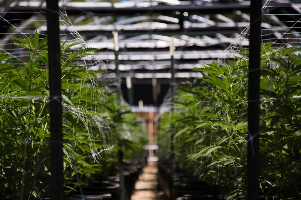 looking down an aisle between rows of growing cannabis plants