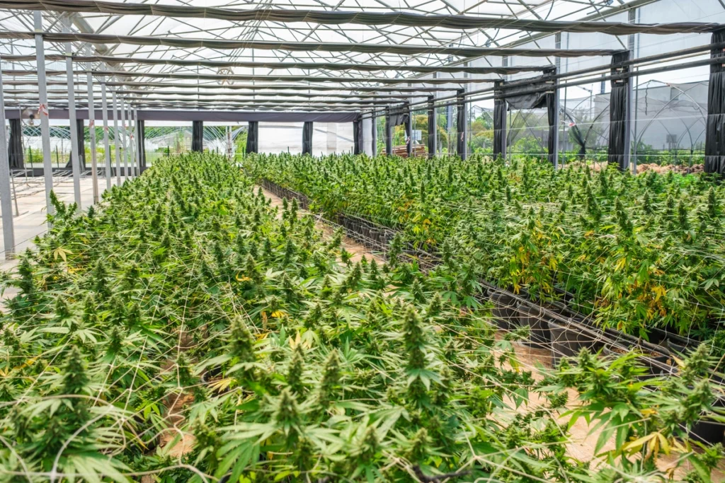 mature cannabis plants in a commercial greenhouse