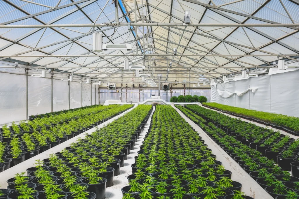 rows of cannabis in a commercial greenhouse