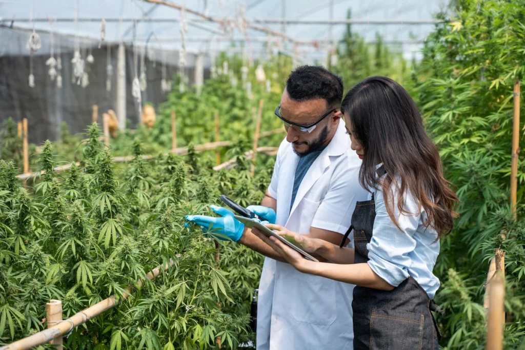 two technicians monitoring growing cannabis plants in a commercial greenhouse