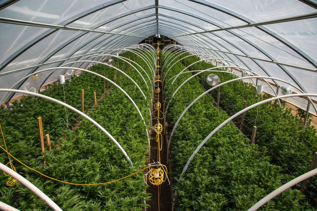view of 4 rows of cannabis plants growing in a domed greenhouse