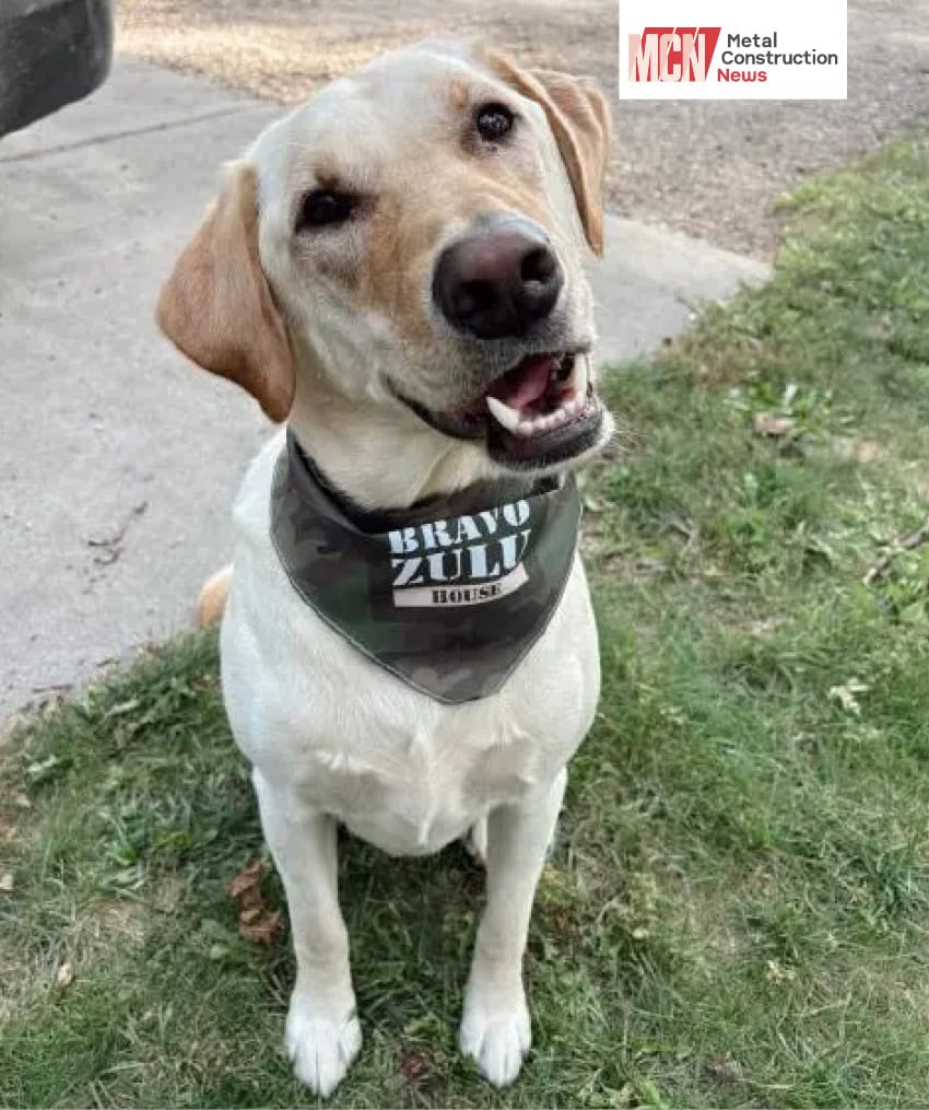 bravoZulu dog